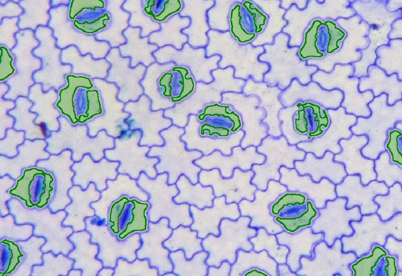 Dynamic Content Image